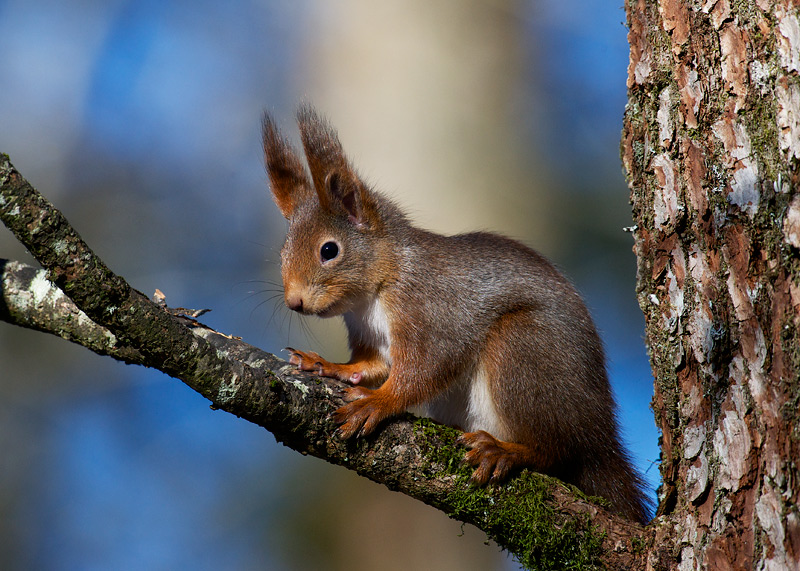 Ekorn - Squirrel (Sciurus vulgaris) .jpg